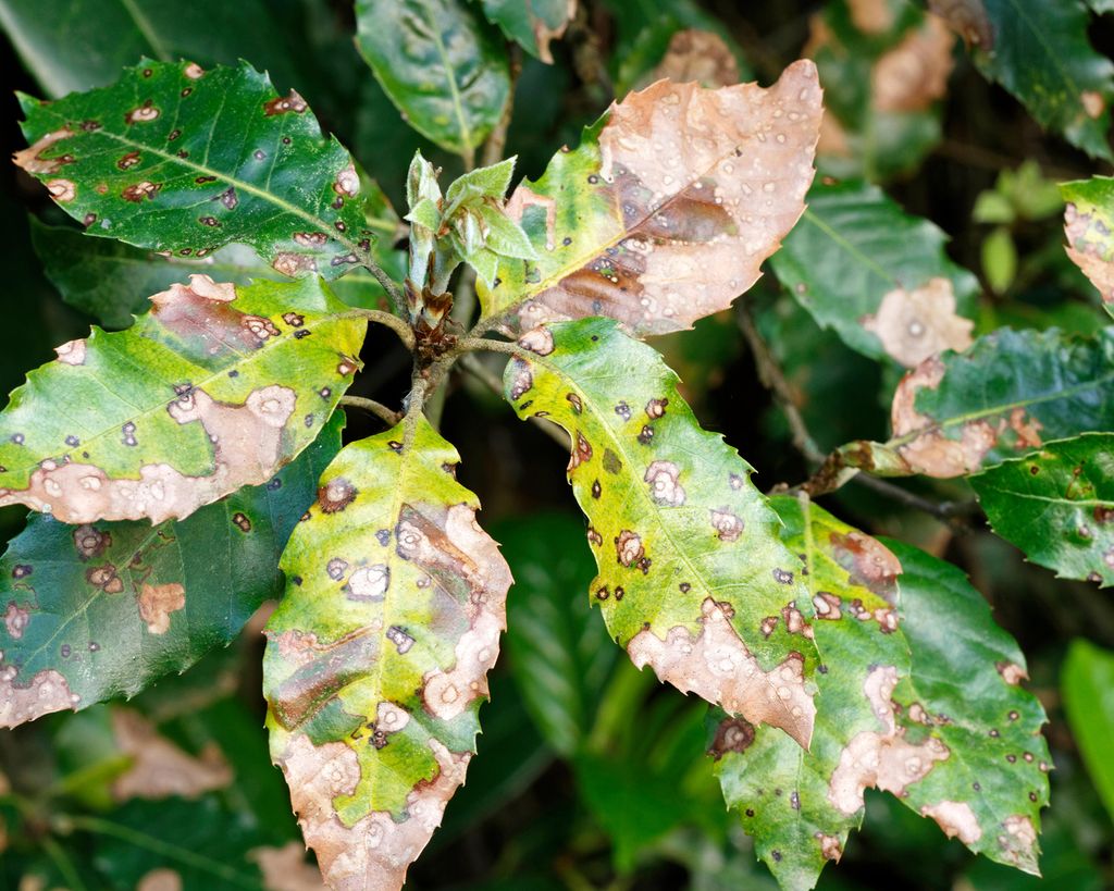 Watering plants with milk how and why to do it Gardeningetc