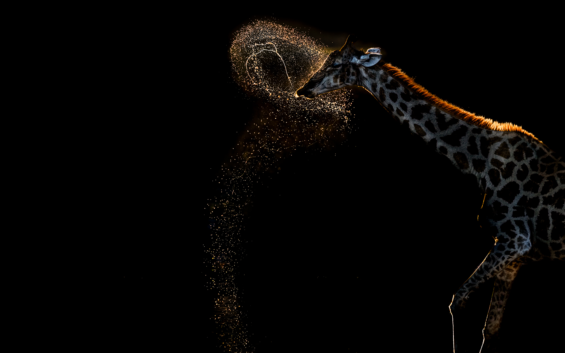 A giraffe shakes its head, creating a halo of sparkling water droplets against a dark background. The scene is dramatic and lively, highlighting the giraffe's silhouette