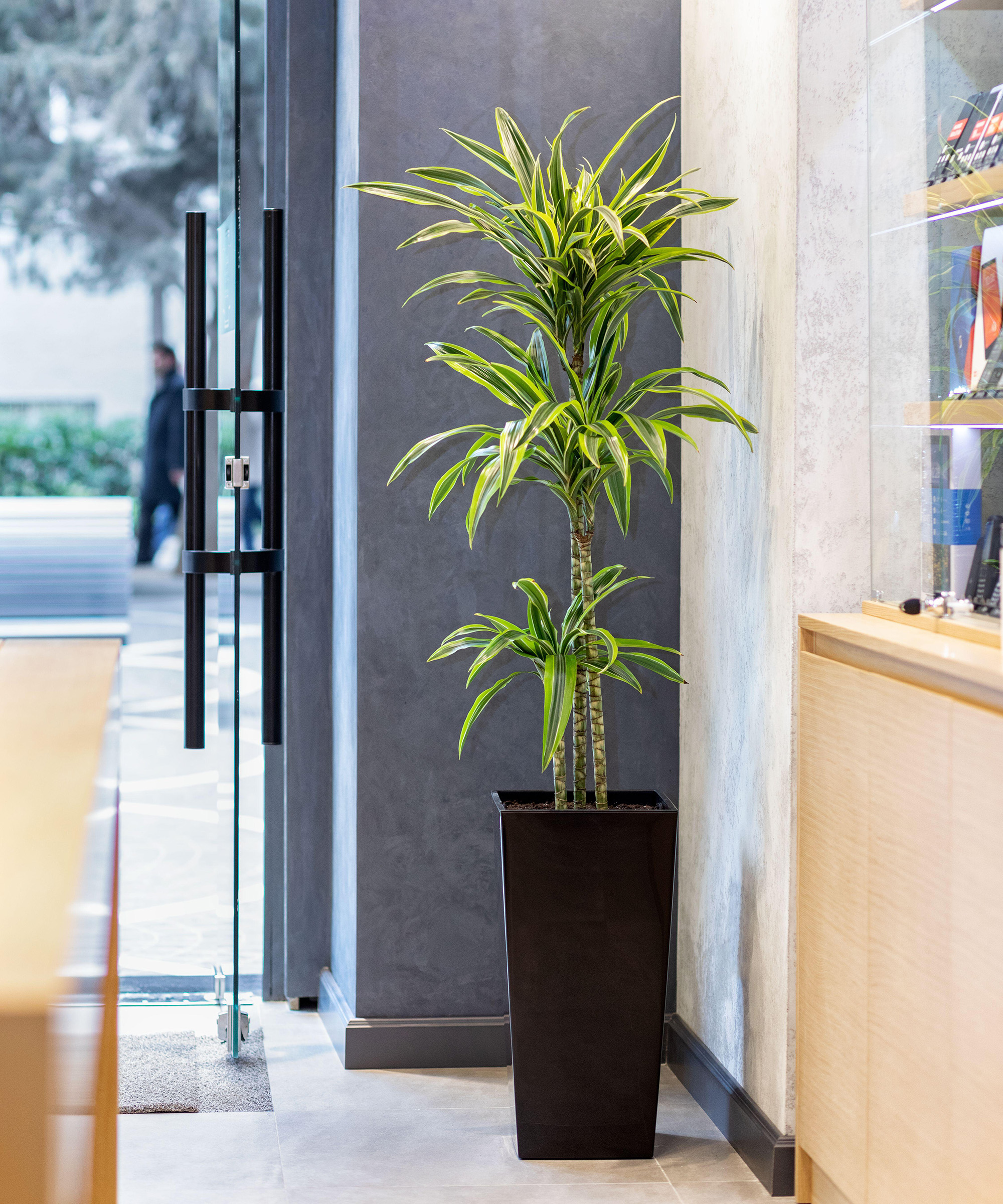 Dracaena fragrans dragon plant in the office