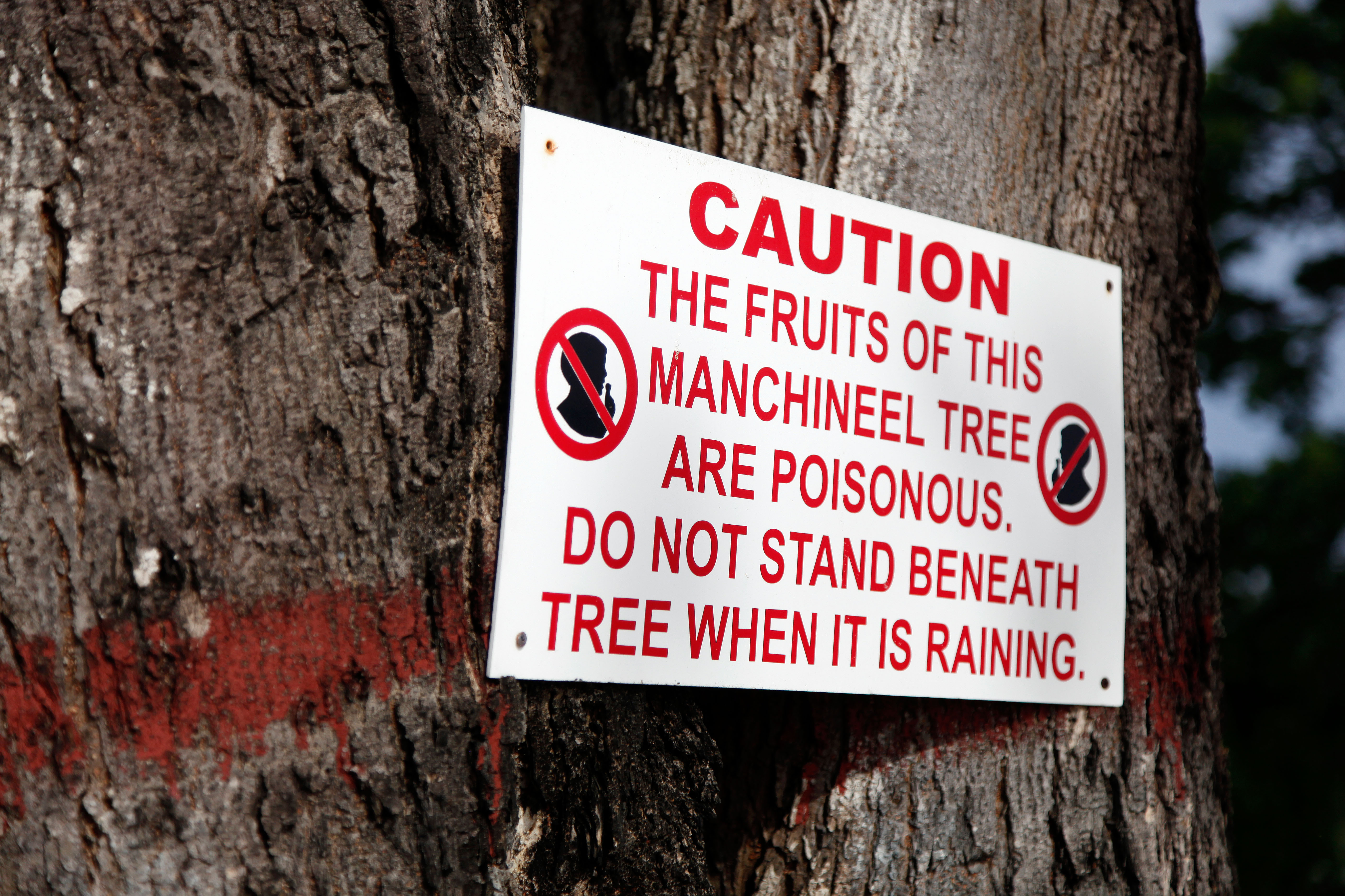 a warning sign on a manchineel tree telling people the fruit of the tree is poisonous and not to stand beneath it when it's raining.