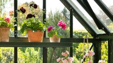 geraniums in a greenhouse