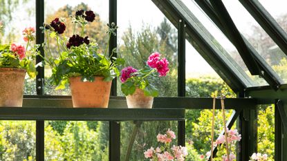 geraniums in a greenhouse