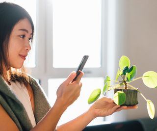 A woman holds her phone up to a chinese money plant