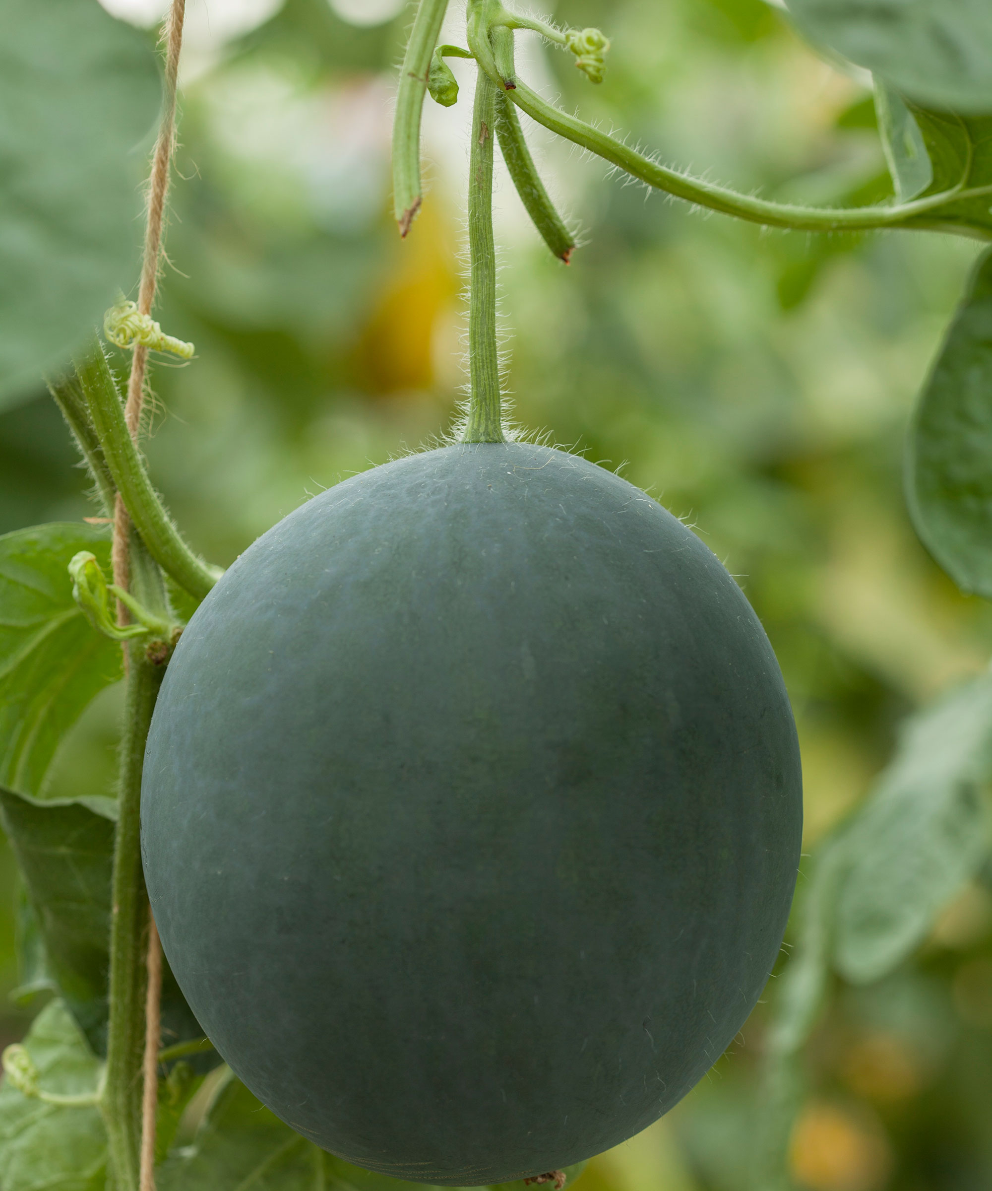 watermelon growing