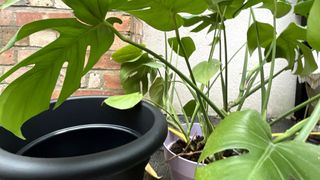 Monstera repotting pot and soil