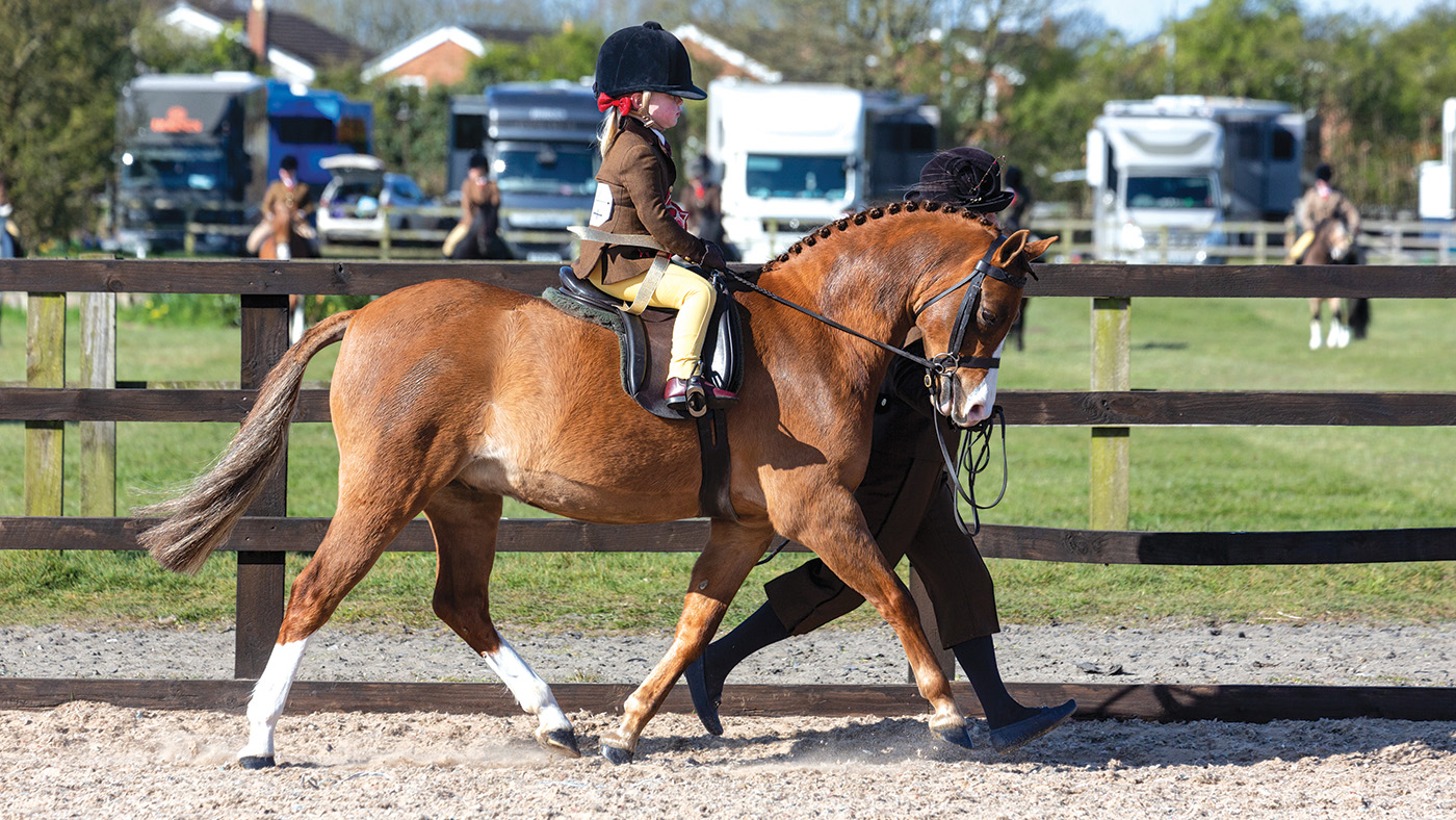 Mini Champion 204 ROSEDEW AFTER EIGHT R: Arabella Pickles