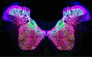 This butterfly shaped figure is an image of a rat spinal cord showing the distribution of three types of glutamate and nitric oxide synthesizing enzymes.