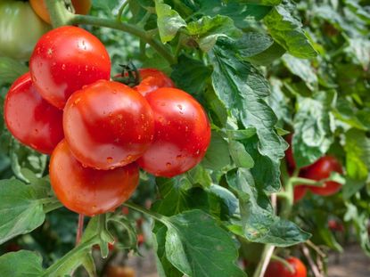 Top 10 Southeast Tomato Varieties