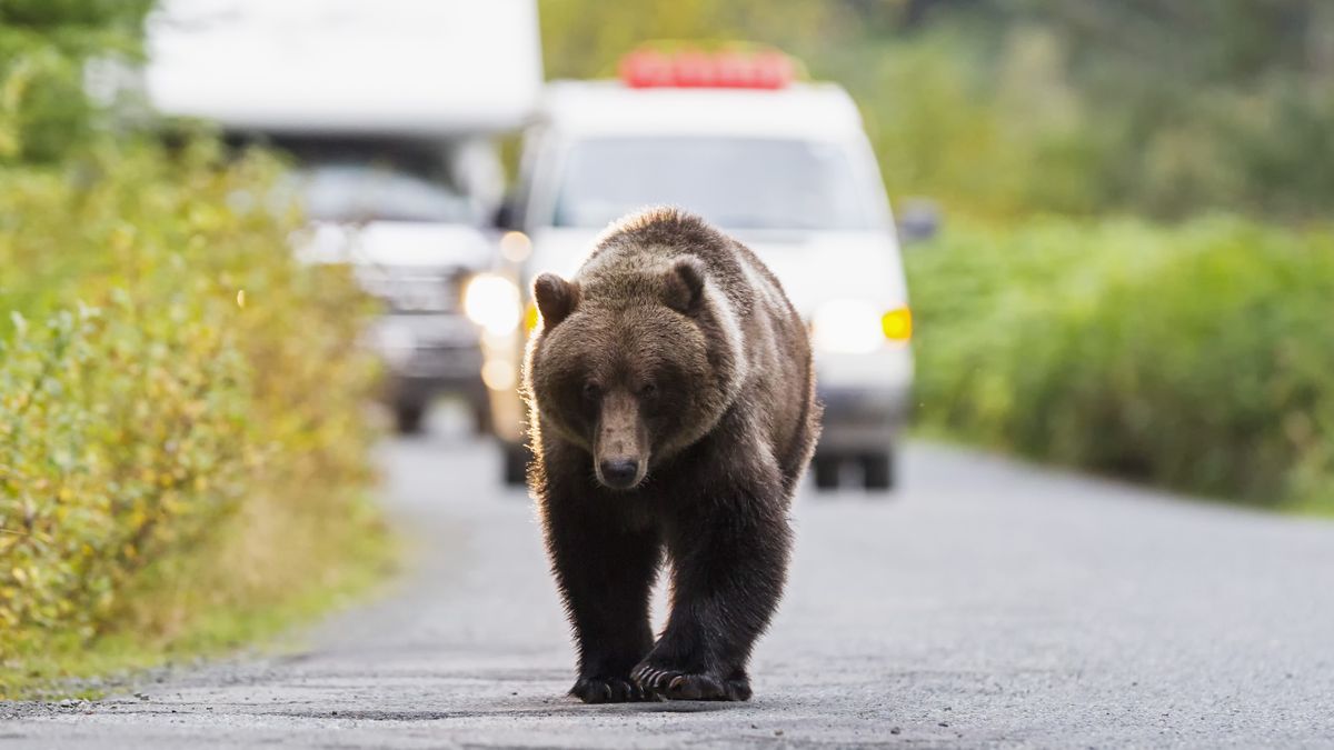 Brown bear walking on road in front of cars