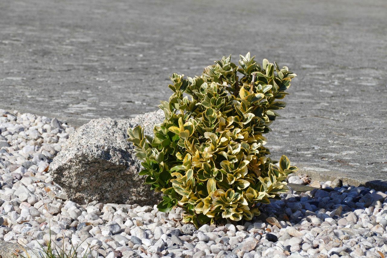 Shrub Planted In Rocky Gravel