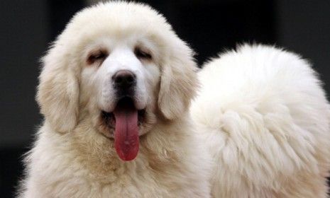 A Tibetan Mastiff sits during the annual Northern China Tibetan Mastiff Exposition.