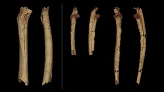 These 3D models of the arm and leg bones. From left to right: the femur; the right and left ulnae.