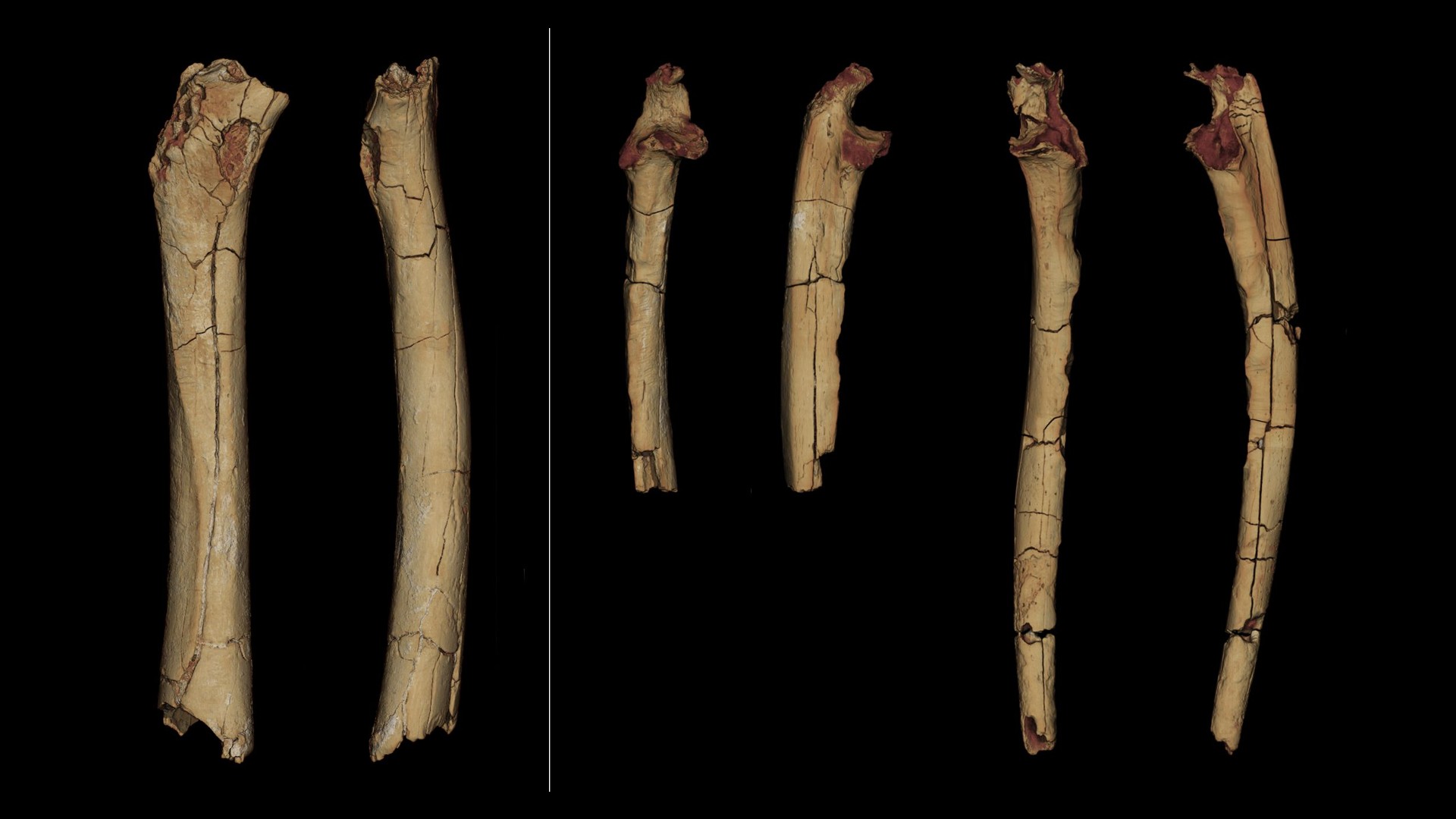 हाथ और पैर की हड्डियों के ये 3D मॉडल।  बाएं से दाएं: फीमर;  दाएं और बाएं अल्सर।