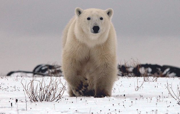 Imagine having to dodge polar bears when you’re just trying to do your job.