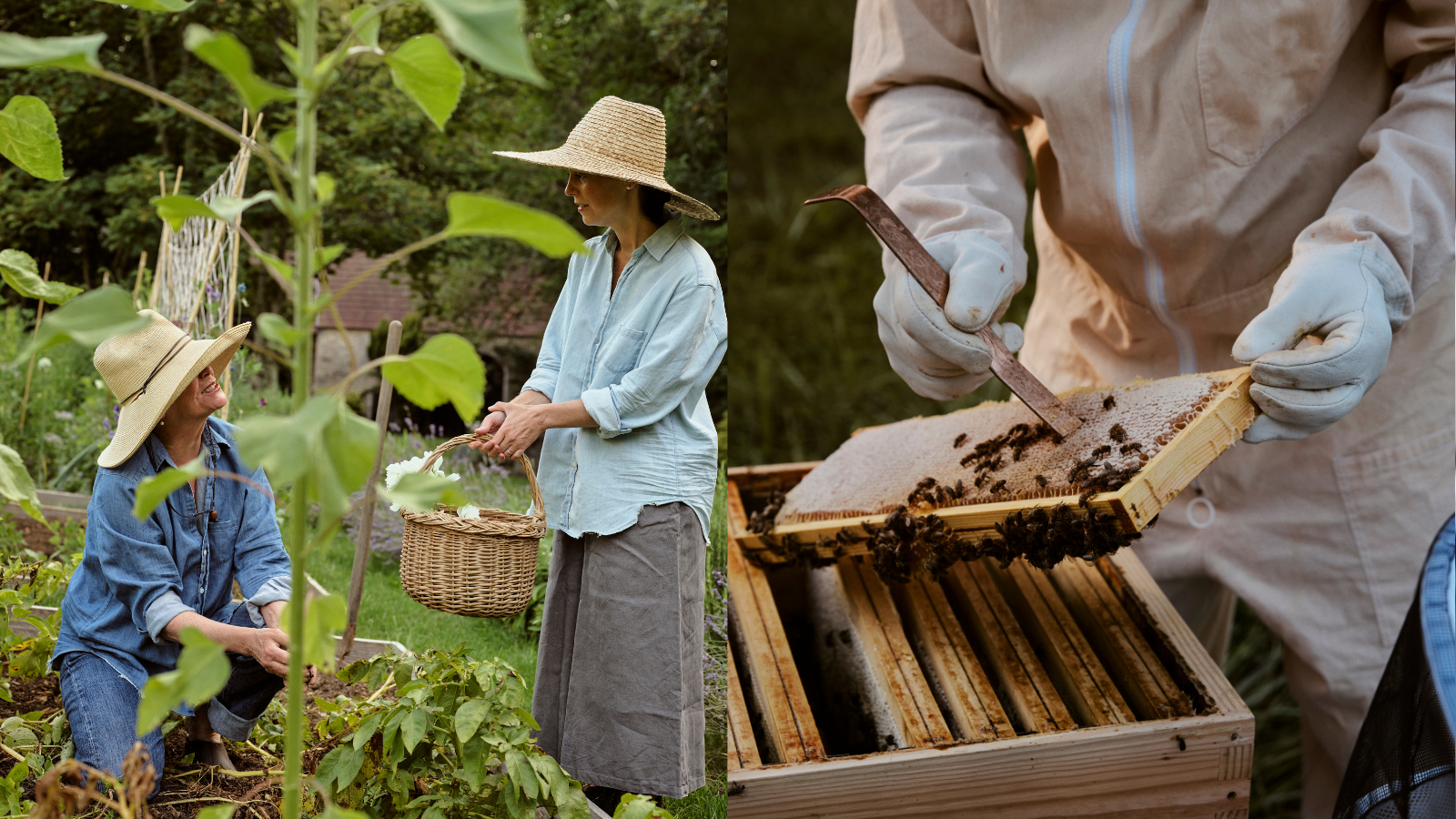 Split image of women in a veg garden in straw hats on left, with a bee keeper harvesting honey from a hive on right