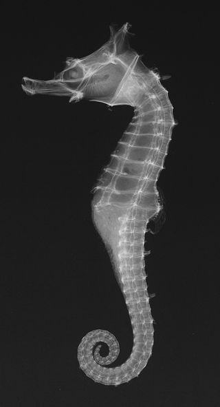 Seahorse x-ray