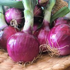 close up of red (purple) onions 