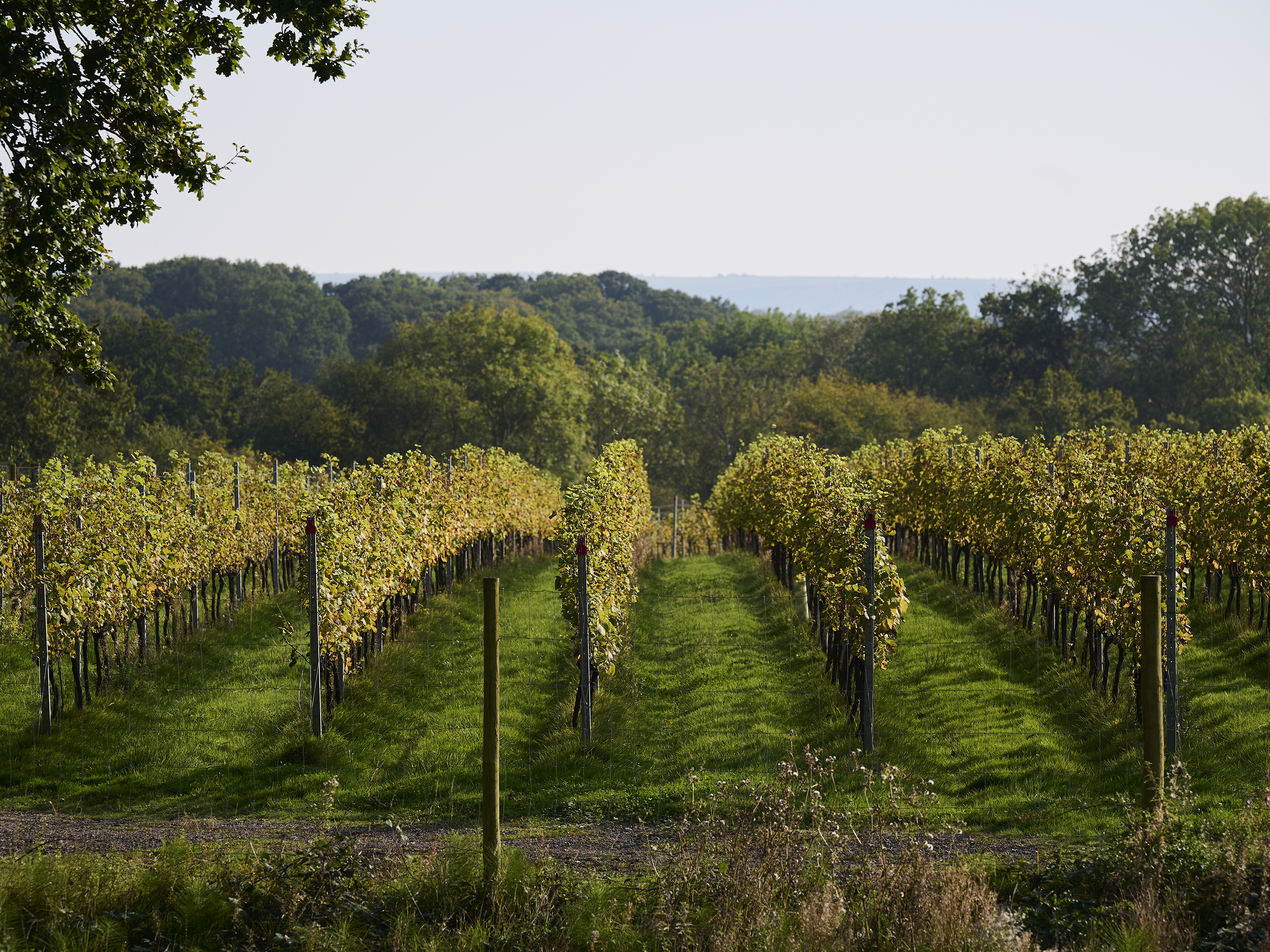A shot of Sugrue South Down's vineyards.