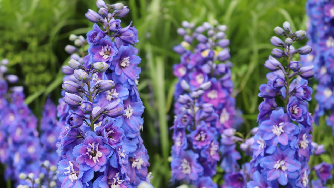 Blue delphiniums