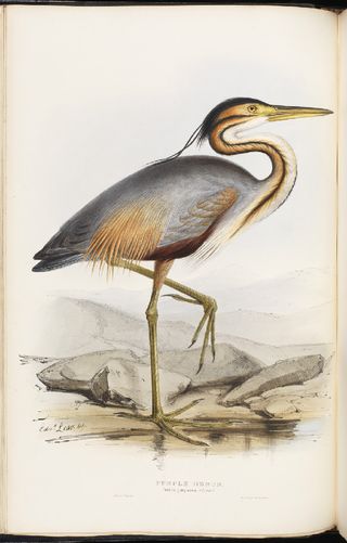 Purple Heron (Ardea purpurea) from John Gould FRS, The Birds of Europe (London, 1832–7), vol. 4