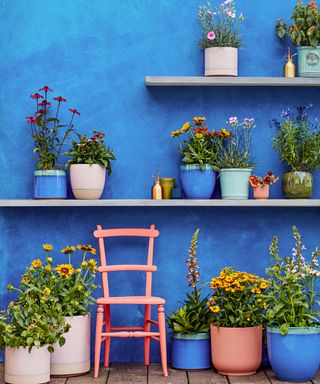 Blue wall with pink chair and shelves of plant pots