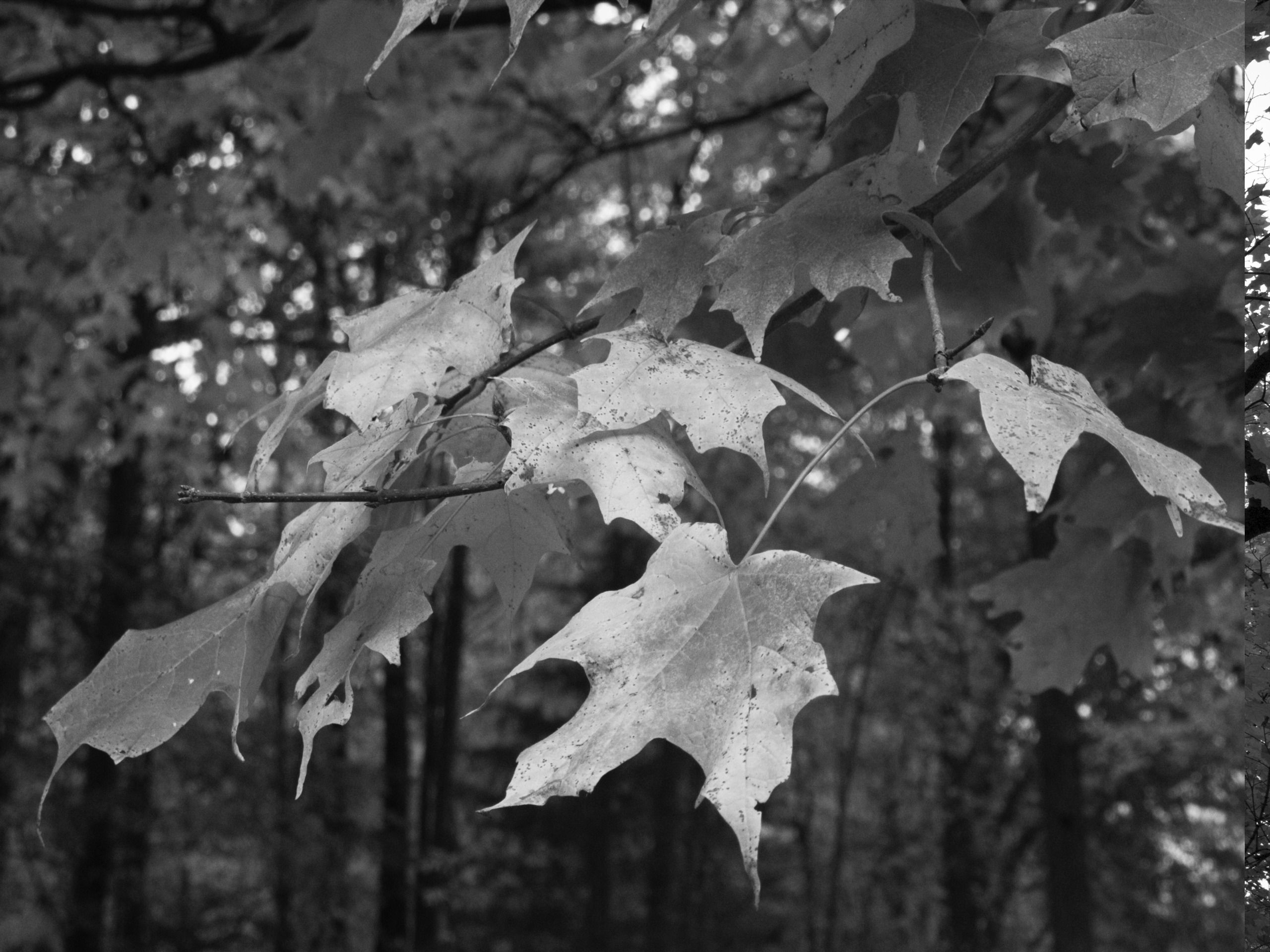 Image samples from Koloristika compared to the iPhone native camera