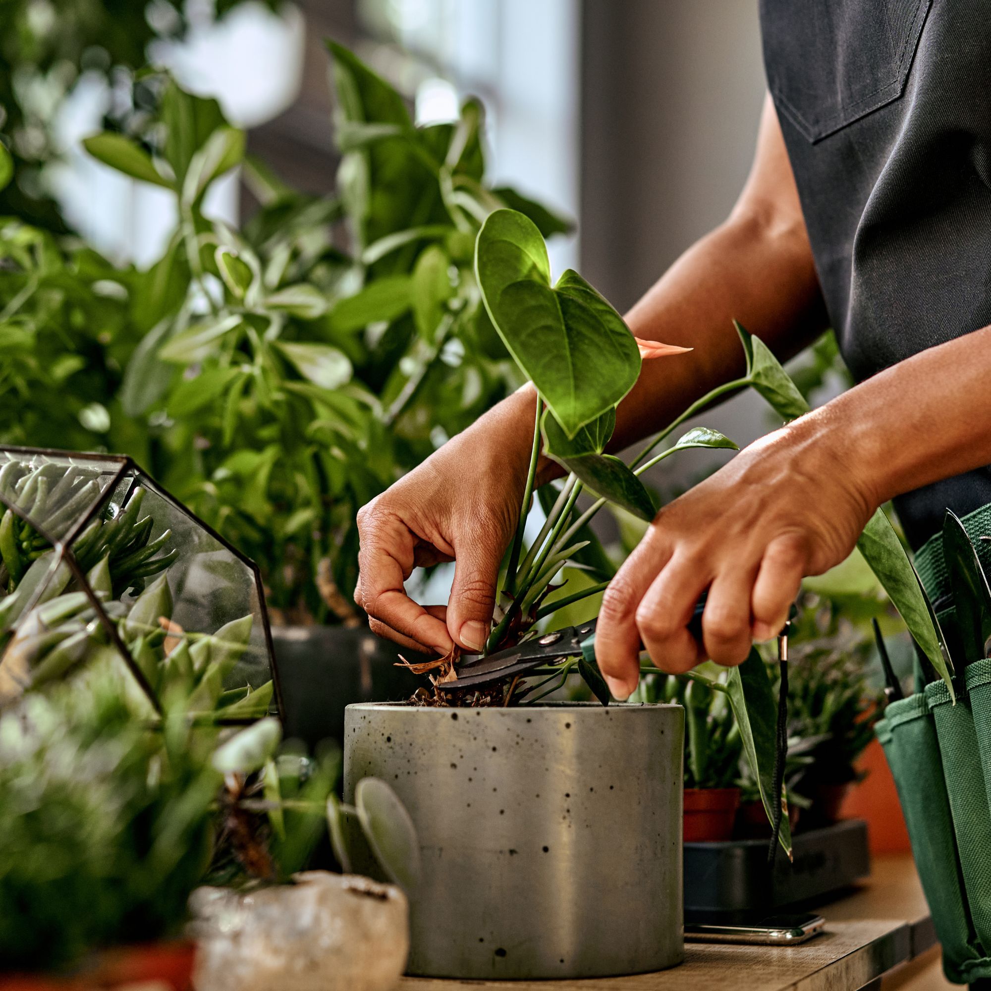 houseplant care pruning leaves