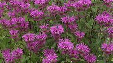 Light pink bee balm plants in flower