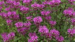 Should I cut back asters in the fall or wait till spring? | Homes and