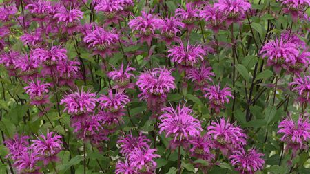 Light pink bee balm plants in flower