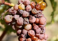 Chenin Blanc Quarts de Chaume