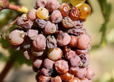 Chenin Blanc Quarts de Chaume