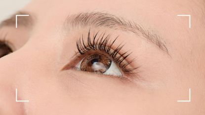 Lash perm vs lash lift: What's the difference and which is best