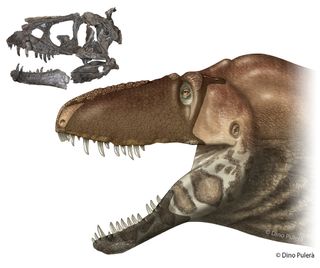 The first Daspletosaurus horneri skull ever found, next to an illustration of what the dinosaur may have looked like in real life. The skull is about 32 inches (89.5 cm) long.