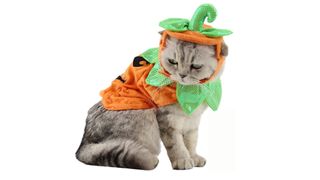 cat in pumpkin costume