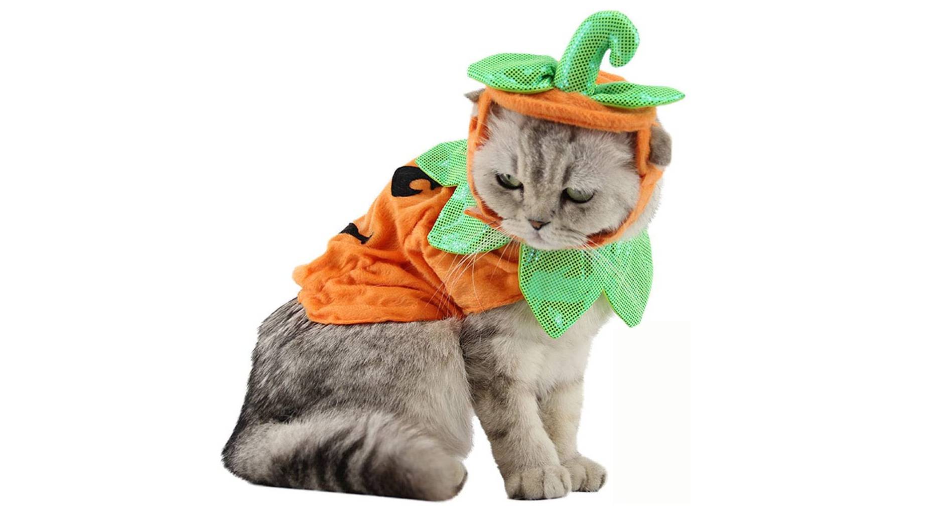 Best Halloween costumes for cats 2024 Spooktacular attire for your