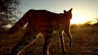 How To Watch Planet Earth Ii In 4k Hdr Techradar