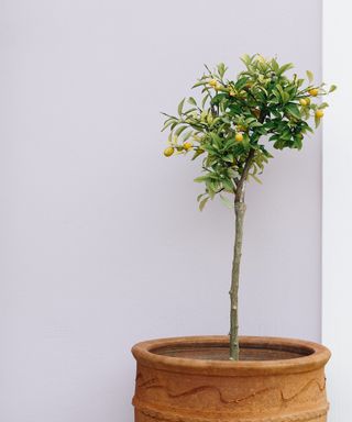 Lemon tree in a pot in the garden