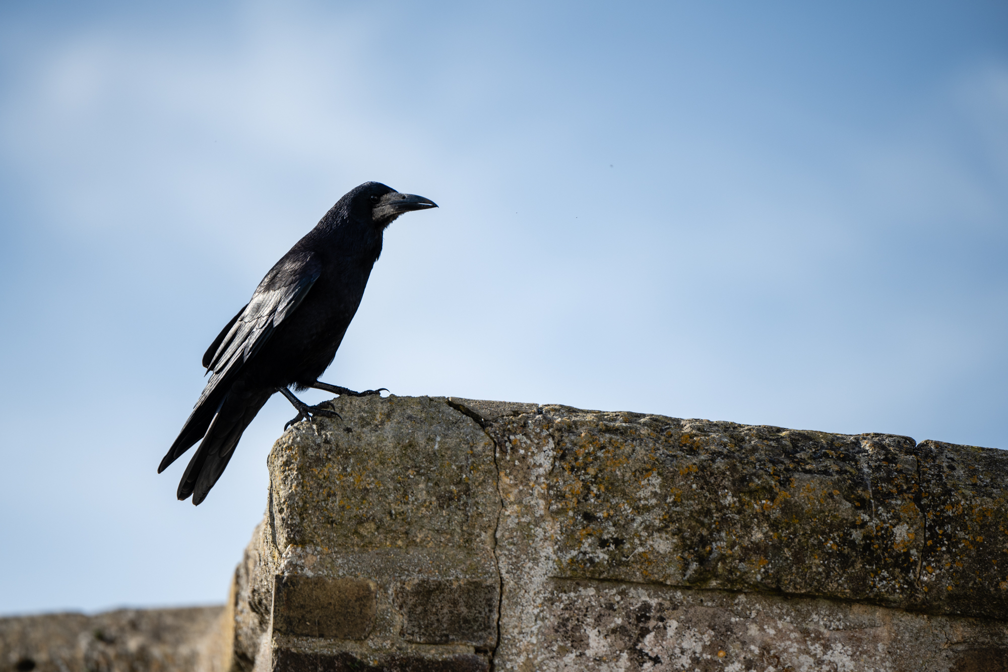Photo of a crow on a wall taken with the Nikkor Z 70-180mm f/2.8