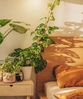 A closeup of a bed and a small nightstand with plants