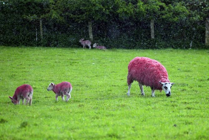 A field of pink sheep during the Giro's second stage