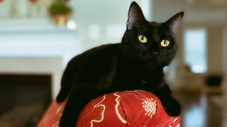 Black cat facts: Black cat sat on the top of a red couch