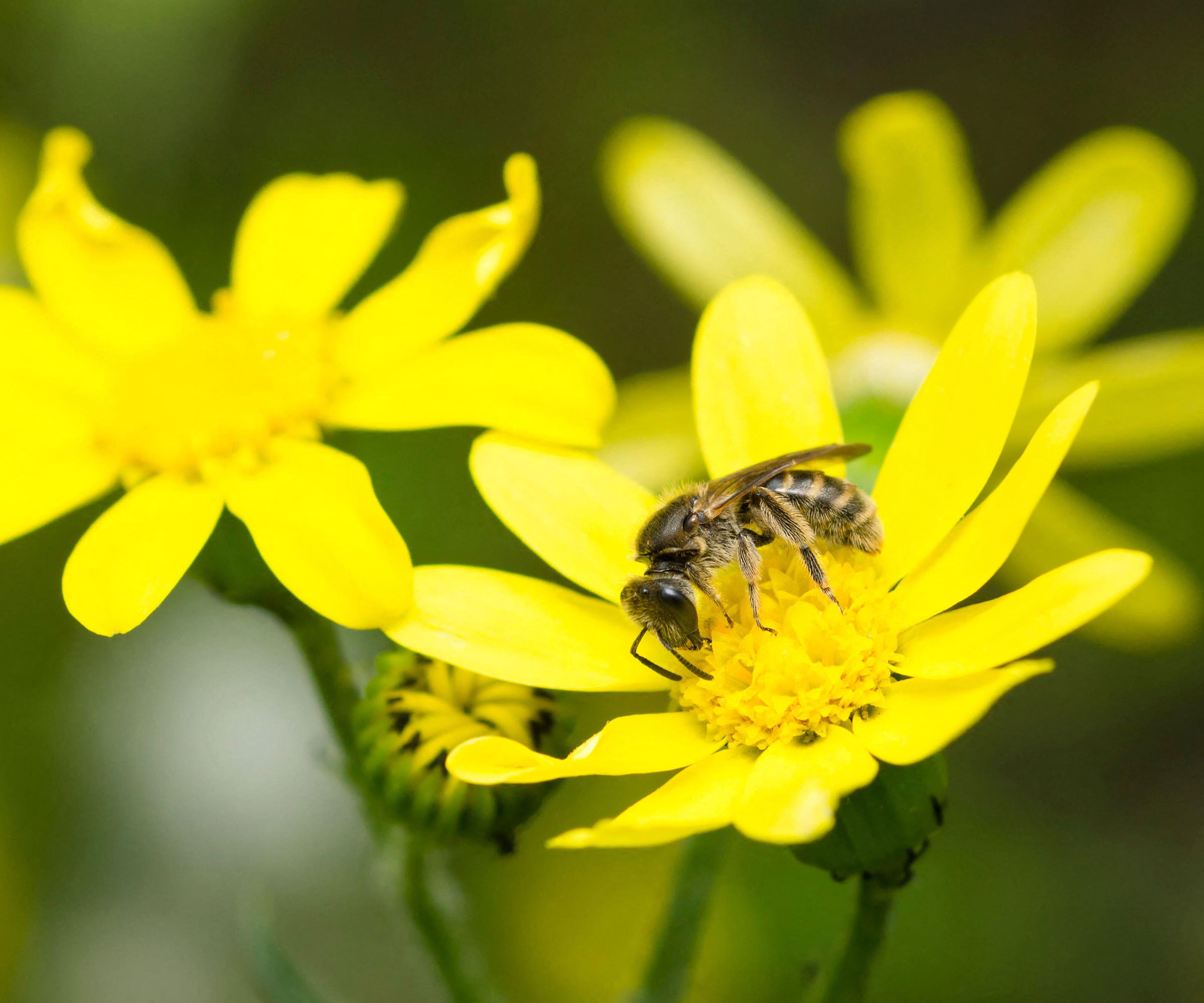yellow groundsel flower with bee