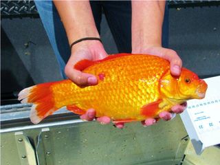 hands holding a giant goldfish