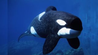Uma foto de Keiko a orca de Free Willy no Oregon Coast Aquarium.