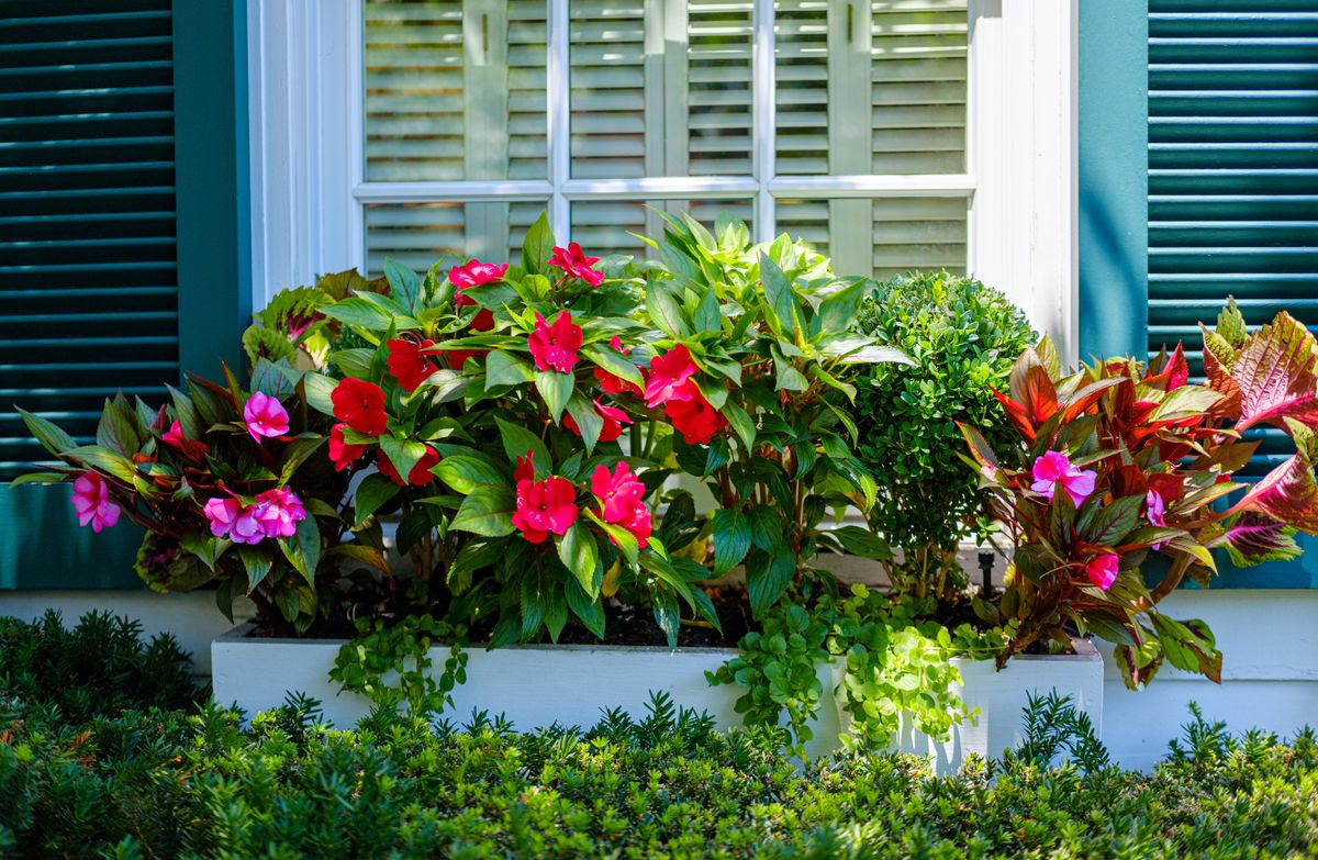 プロの庭師は、これらの花をウィンドウボックスに決して植えるべきではないと言います