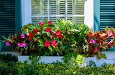 Begonias and colorful foliage adorn window box