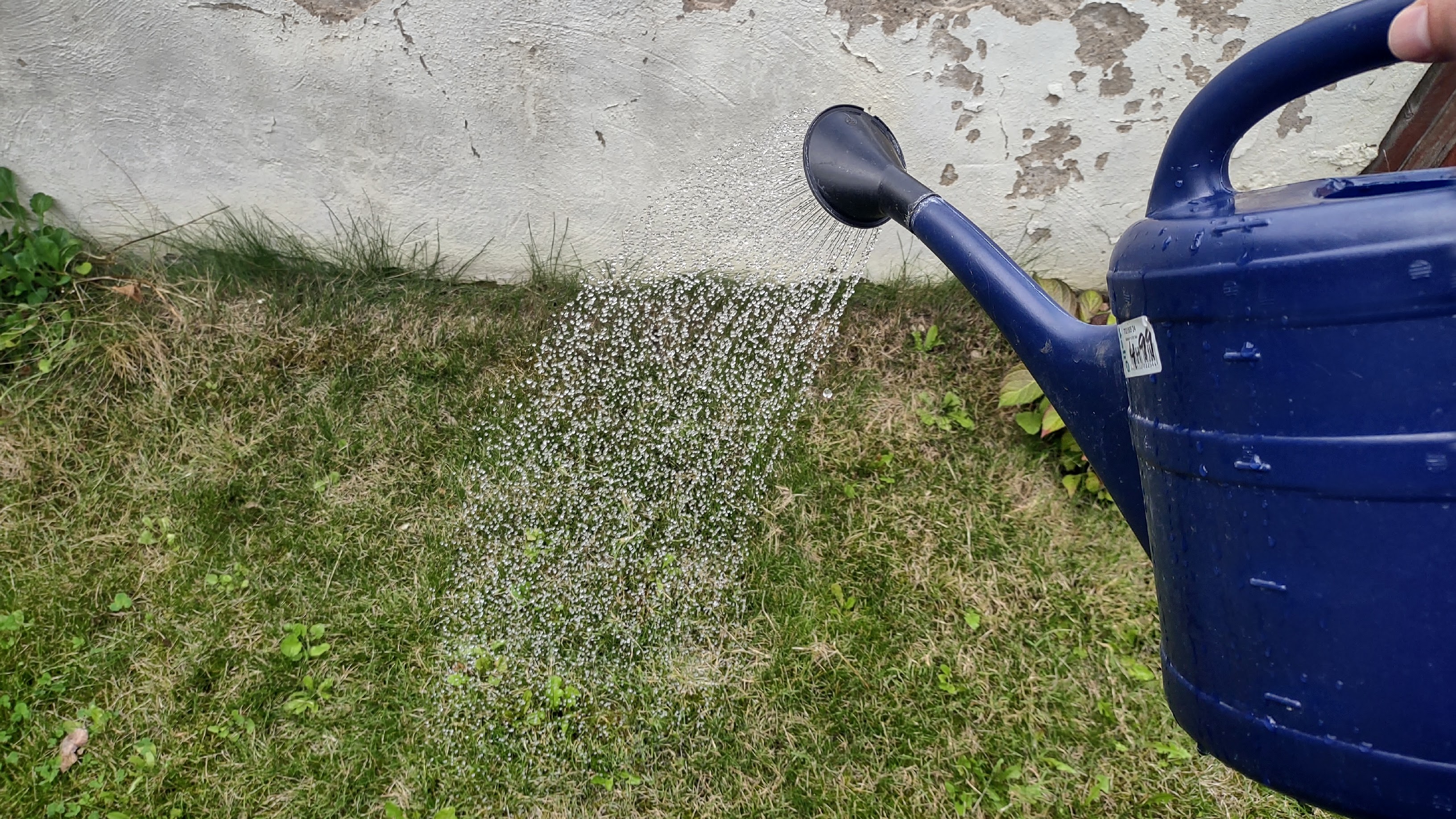 Watering lawn with watering can