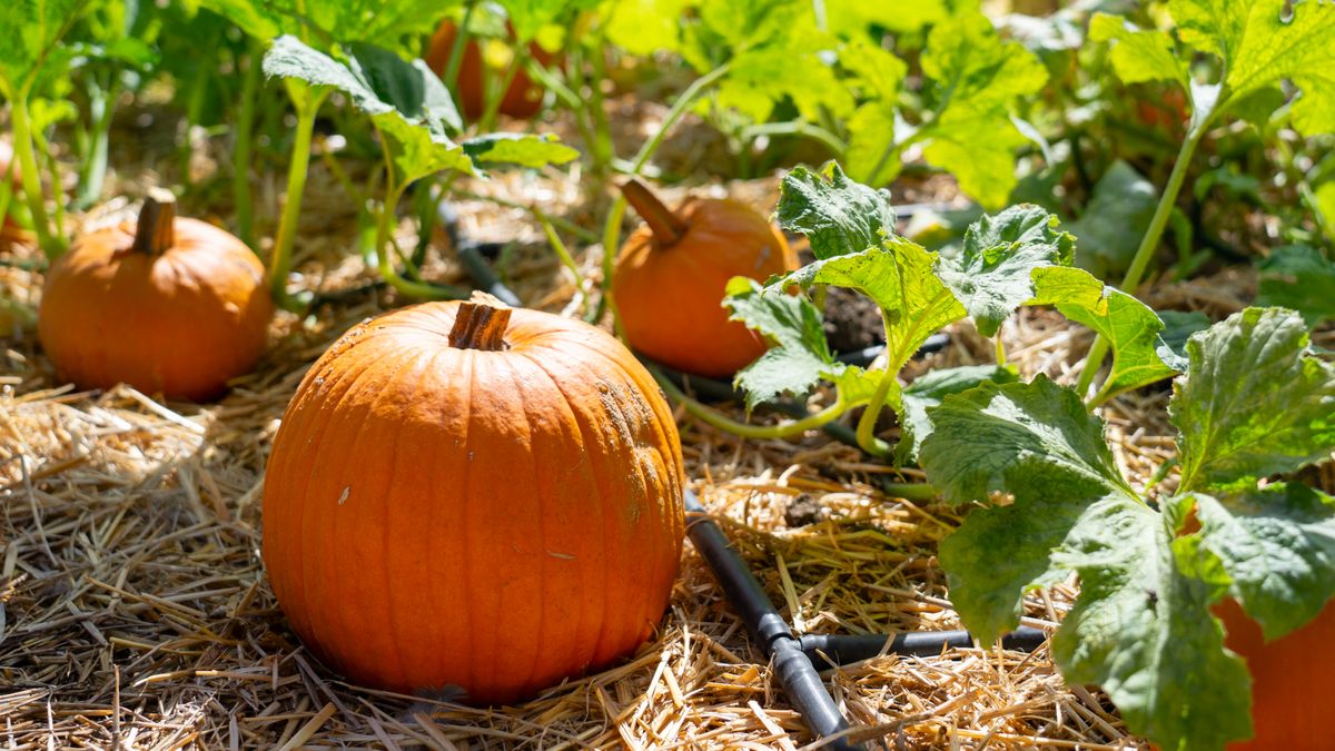 Want Bigger Pumpkins This Fall? Do These 4 Easy Tasks Now to Give Gourds a Huge Boost Before August Ends