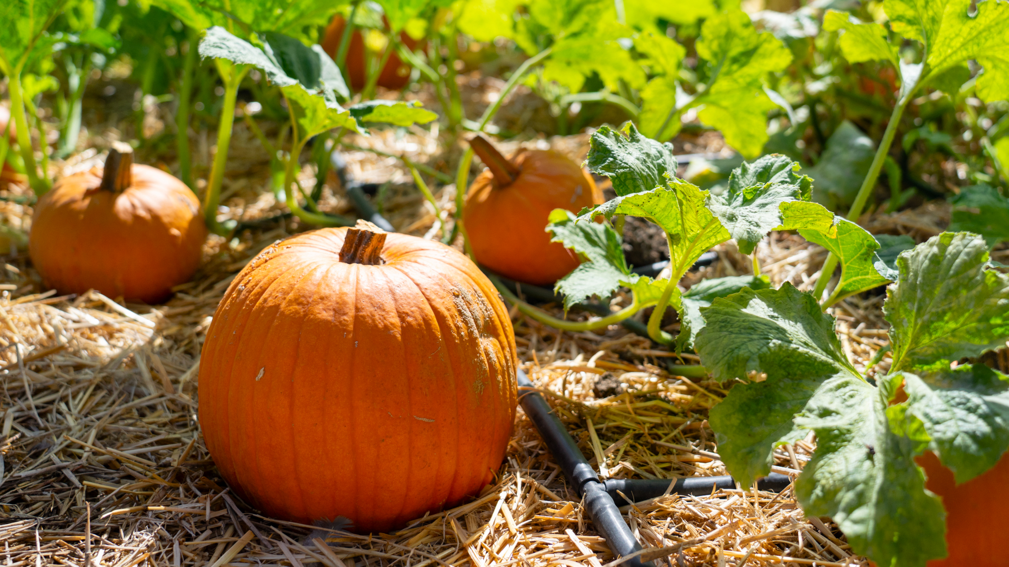 pumpkins in a garden